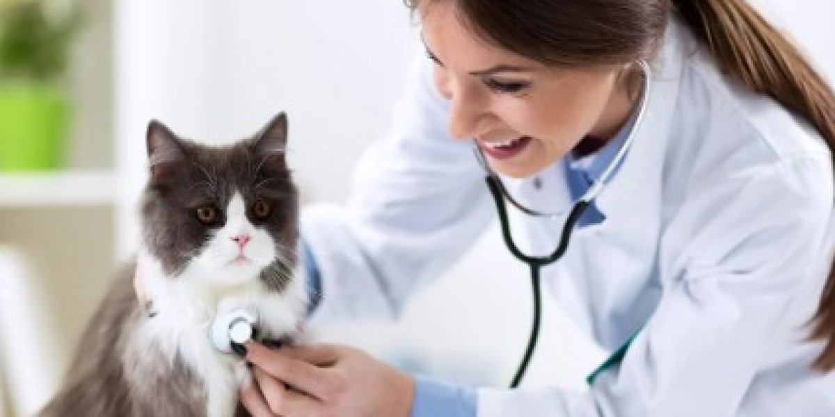 7 Reasons to Trust Your Pet's Health to a Veterinarian in Winnipeg