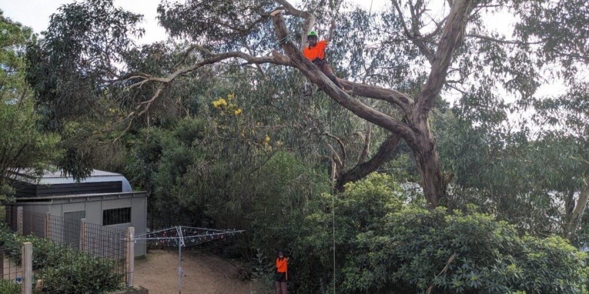 EXPERT FALLEN AND DEAD TREE REMOVAL IN ANGLESEA
