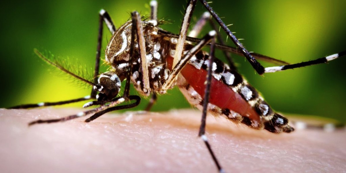 Beyond the Itch: Navigating the Landscape of Mosquito Borne Disease Illnesses