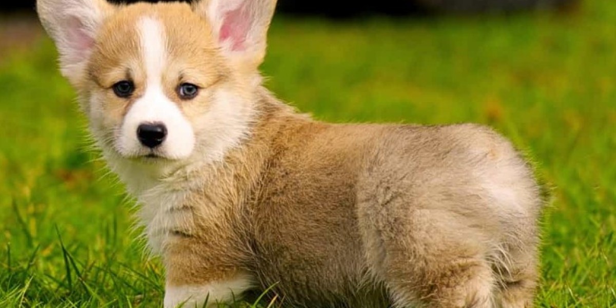 Finding Your Perfect Companion: Pembroke Welsh Corgi Puppies for Sale at FM Corgi