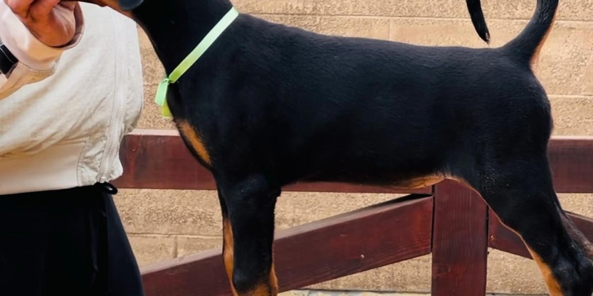 European Doberman Puppies: Gearing Up for Your New Arrival