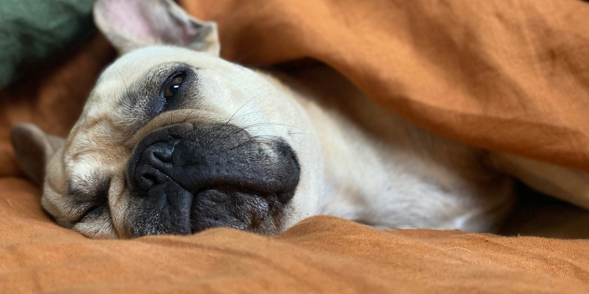 The Benefits of Calm Down for Your Puppy