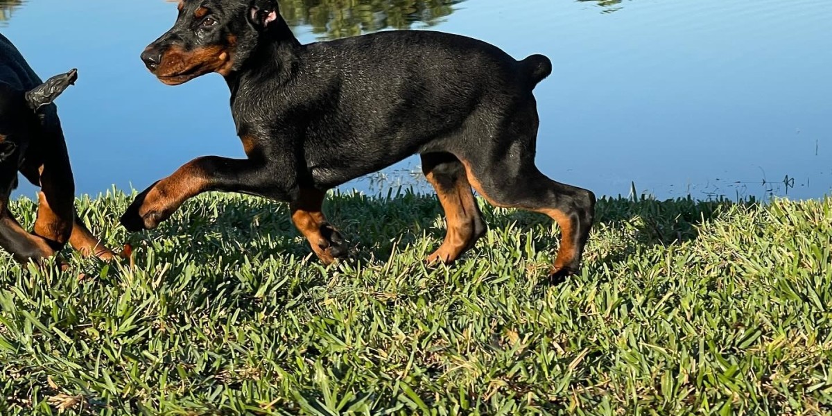 Unlocking the Potential: Training Your European Doberman for a Well-Behaved Companion