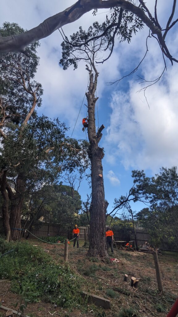 EFFICIENT LOG SPLITTING SERVICES IN SCENIC ANGLESEA