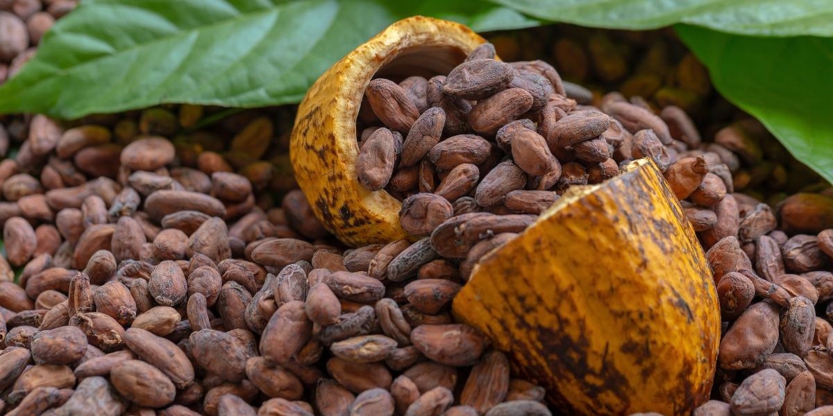 El Dulce Mercado del Cacao: Tendencias y Sabores Latinoamericanos