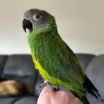 macaws for sale near me Profile Picture