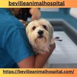 Beville Animal Hospital Profile Picture