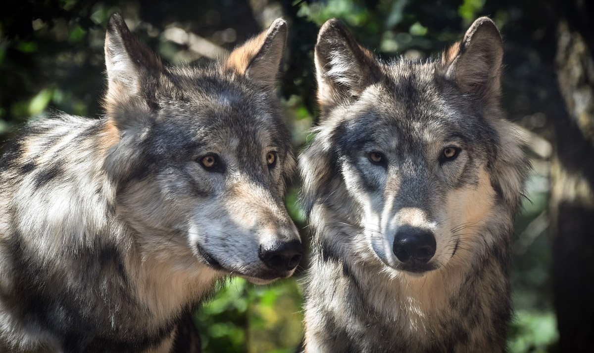 Alla scoperta dei lupi: la mostra che svela i segreti di questi affascinanti animali  - Targatocn.it