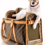 Dogcarrier Profile Picture