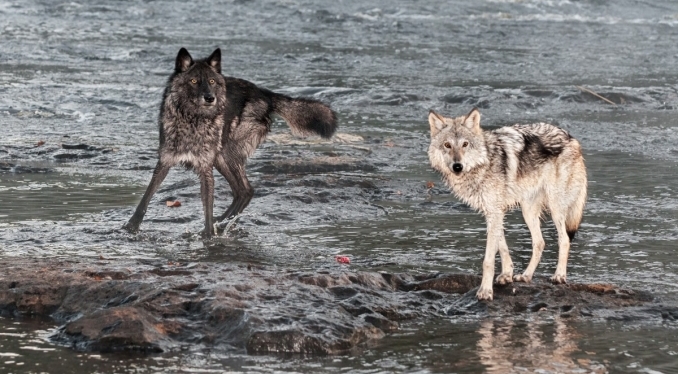Two Wolves - Becoming The Journey