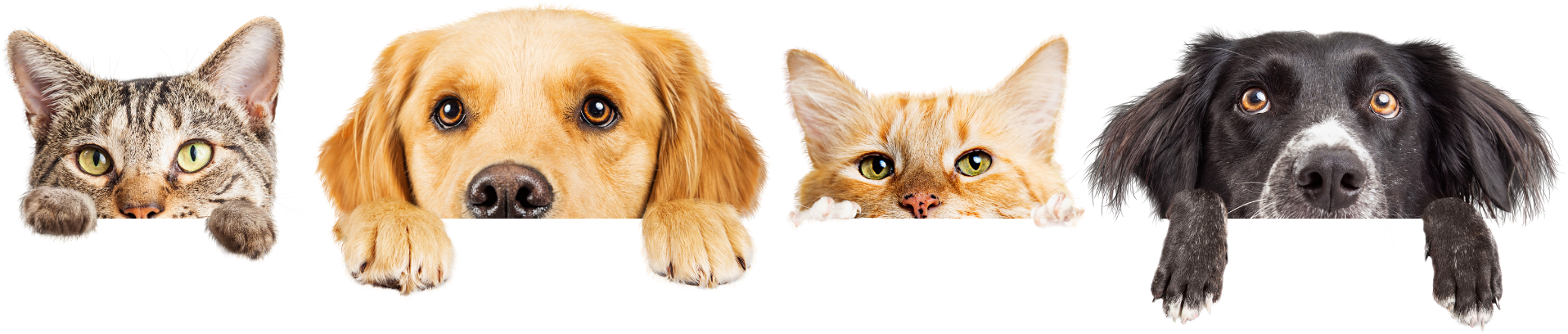 Trusted Animal Hospital in Downey: Quality Care for Your Pets