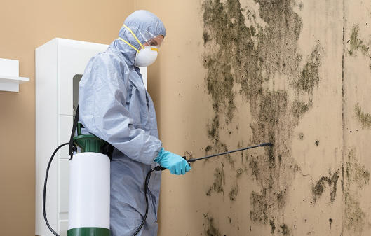 Professional Mold Removal in Kitchener – Safe & Effective Solutions
