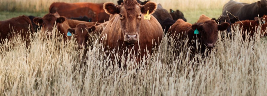 Digi kraal Cover Image