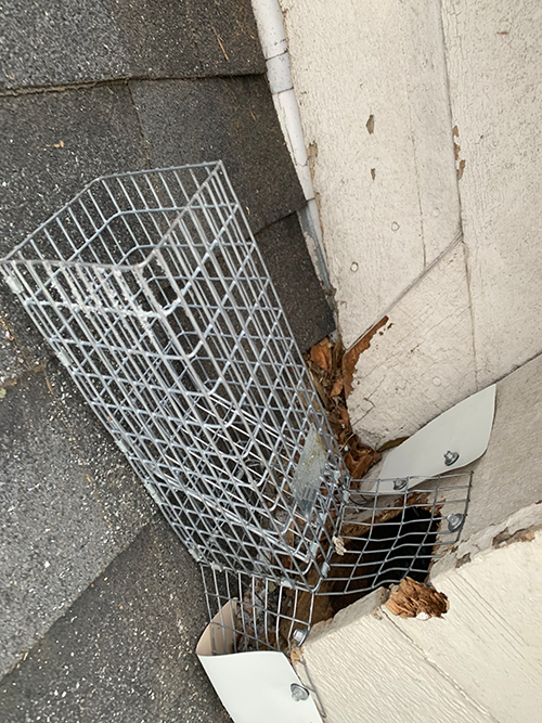 Squirrel Removal Fishers IN | Critter Removal Indianapolis
