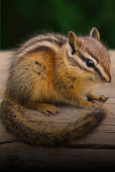 Expert Chipmunk Removal Ohio - Critter Removal Ohio