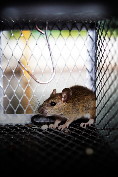 Effective Rat Exterminator Columbus - Critter Removal Ohio