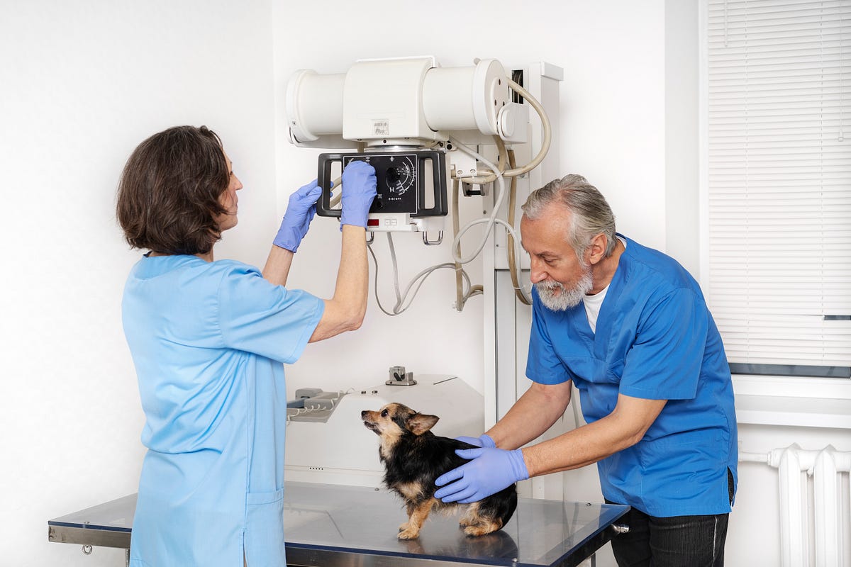 Pet Imaging in Calgary: Essential Information on Advanced Veterinary Diagnostics for Your Pet | by Silverado Veterinary Hospital | Aug, 2025 | Medium