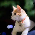 Kitty kinds Profile Picture