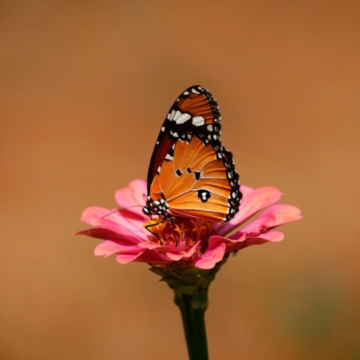 300+ Butterfly DP for Instagram: Beautiful, Aesthetic Images