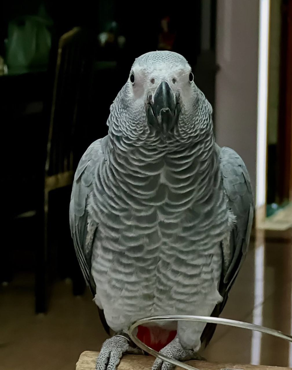 African Grey Parrot For Sale | Baby African Grey Parrot For Sale