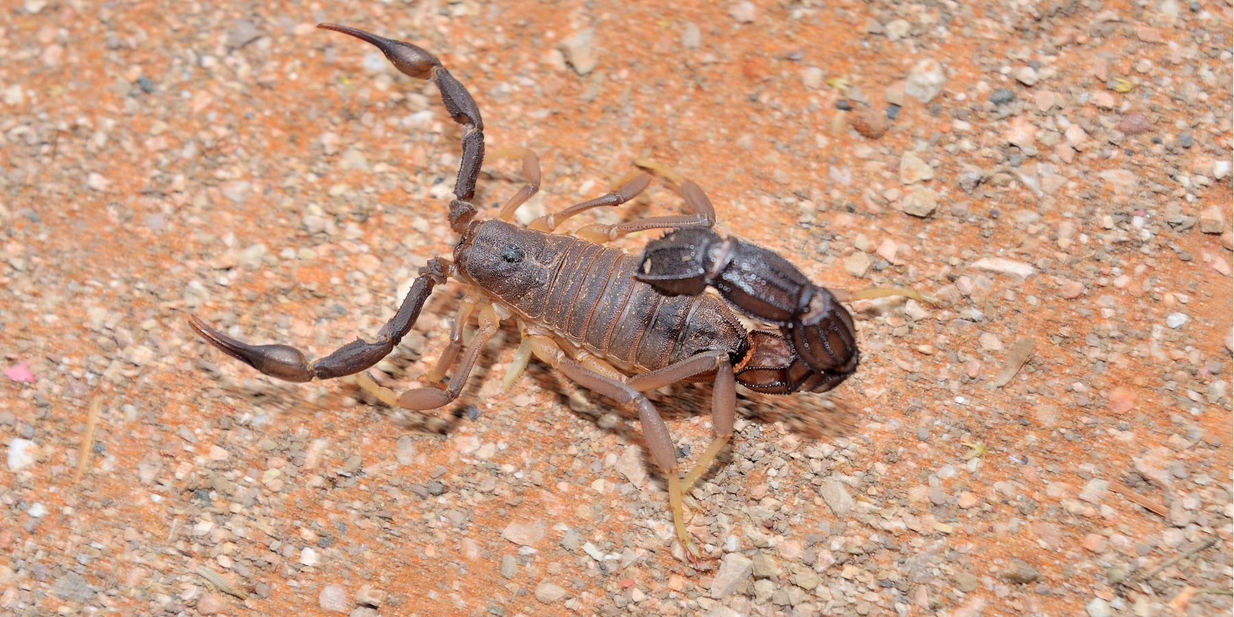 Snake and Scorpion Control – HiCare