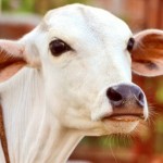 gomataseva Profile Picture